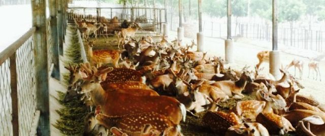 鹿世界科普主题园