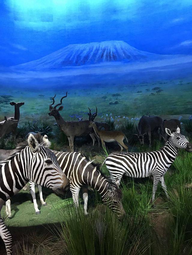 横店圆明新园·皇家实景动物王国