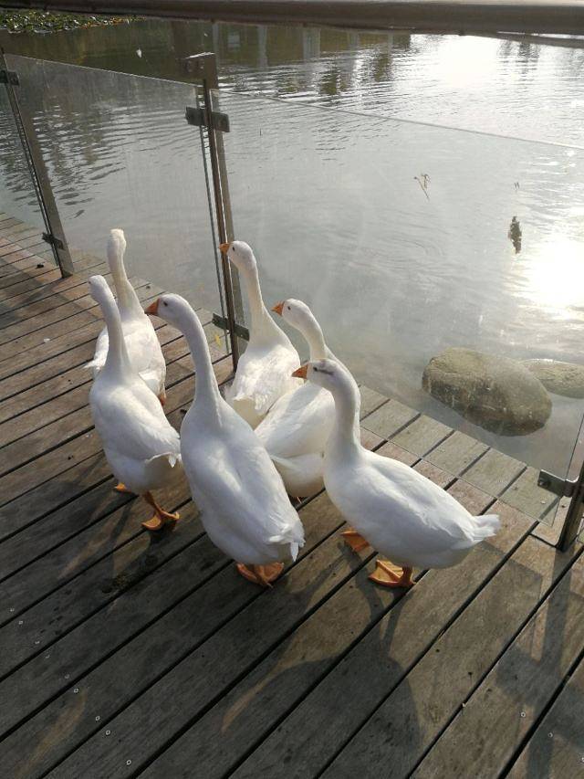 苏州太湖一号房车露营公园