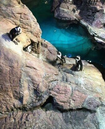 新英格兰水族馆