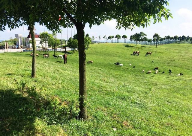 贵州修文苏格兰牧场