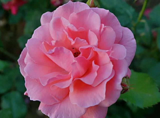 北京爱情海玫瑰园(维克特拓展基地)