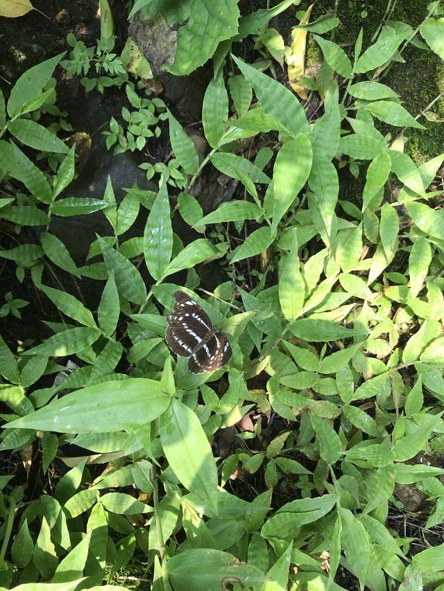 九龙山国家森林公园