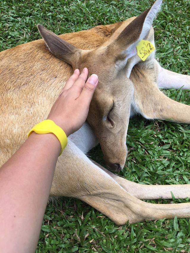 绿山野生动物园