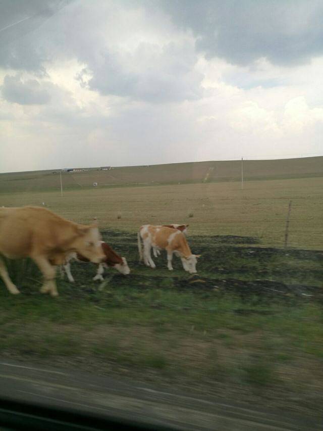 锡林郭勒盟草原