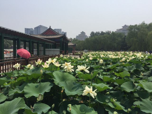 莲花池公园嘉年华