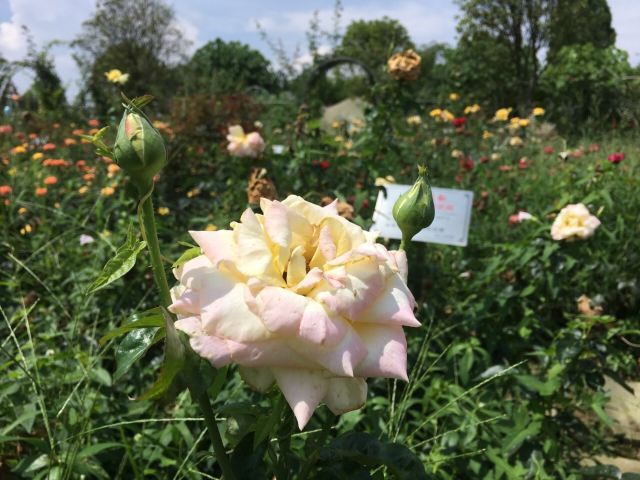 东林牧歌世界月季博览园