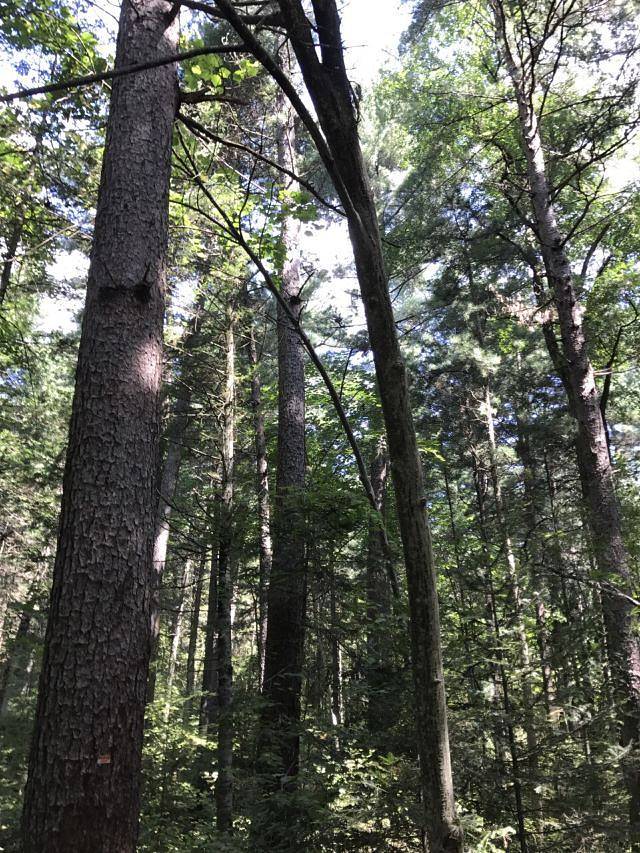 回龙湾国家森林公园