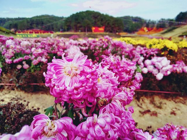 "五脑山森林公园，位于麻城，一般春节前后来这里游玩，以赏茶花为主_五脑山森林公园"的评论图片