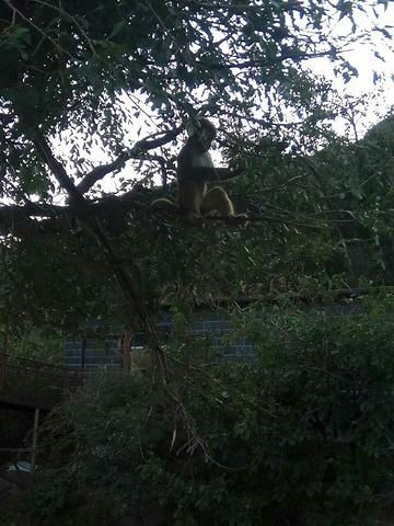 "景色是真的没啥可以看。景点看起来有点颓废了。最特别的是猴子特别多，满园放养的。估计至少有几十只_七渡花果山"的评论图片