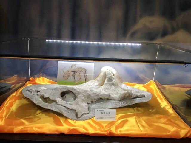 诸城中国暴龙馆