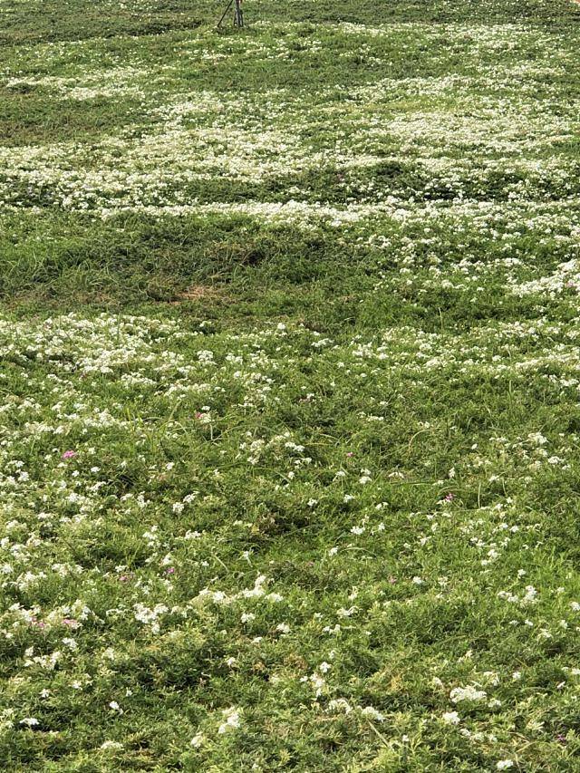 洋沙湖五彩花田