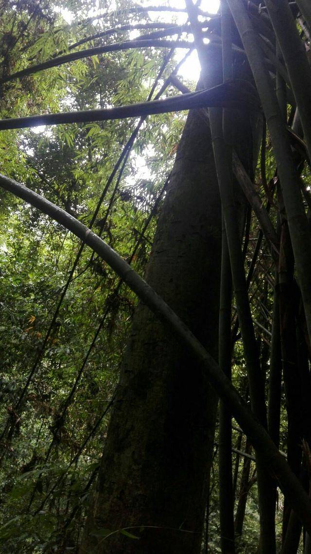 西双版纳雨林谷