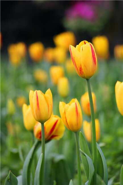 重庆市花卉园（渝北区）