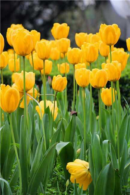 重庆市花卉园（渝北区）