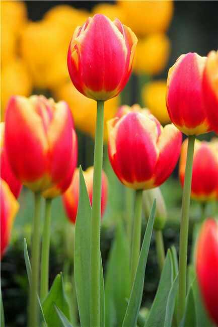 重庆市花卉园（渝北区）