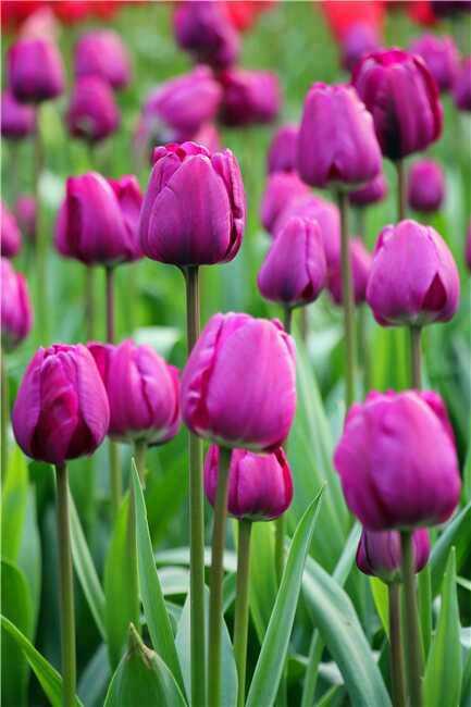 重庆市花卉园（渝北区）