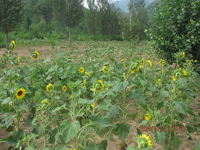 百里山水画廊—硅化木