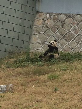 下渚湖熊猫园旅游景点攻略图