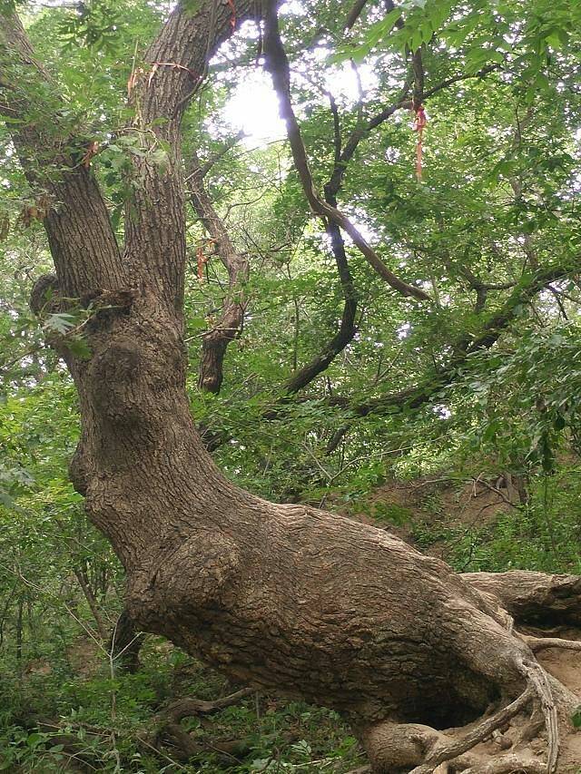 阜新大清沟景区