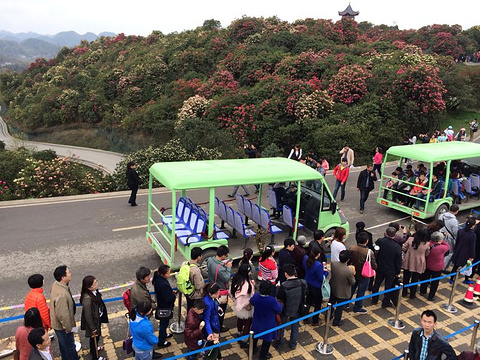 百里杜鹃风景区旅游景点攻略图