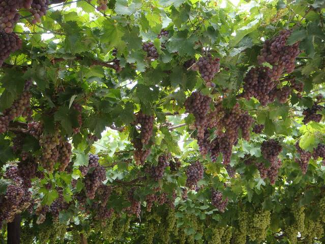 昌黎葡萄沟风景区