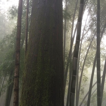 东天目山景区旅游景点攻略图