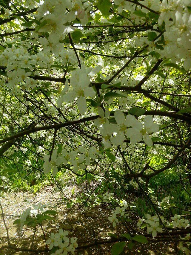 黄河故道森林公园