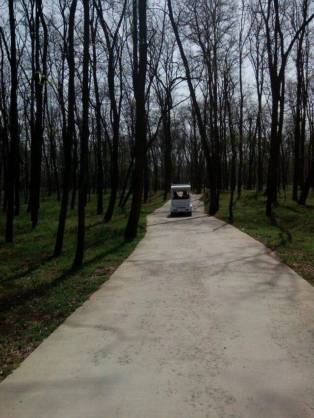 黄河故道森林公园