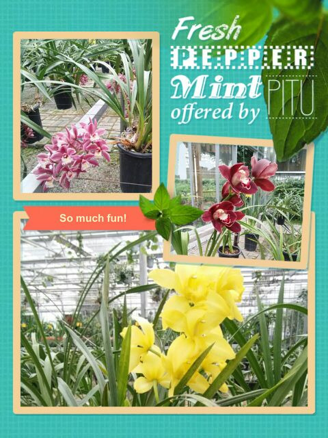 北川维斯特农业示范观光园