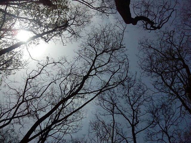 黄河故道森林公园