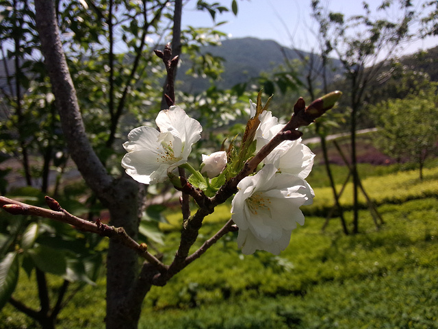 "玛琪雅朵花海没有想象中的美，可能是错过了桃花开的季节，寻梦谷这个点去，瀑布群都没有水，很多都还..._十里蓝山"的评论图片