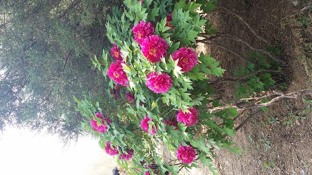 国色天香-牡丹园