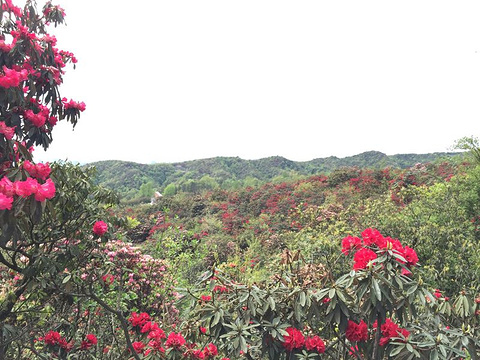 百里杜鹃风景区旅游景点攻略图