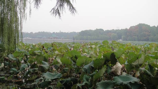 武汉东湖飞鸟世界