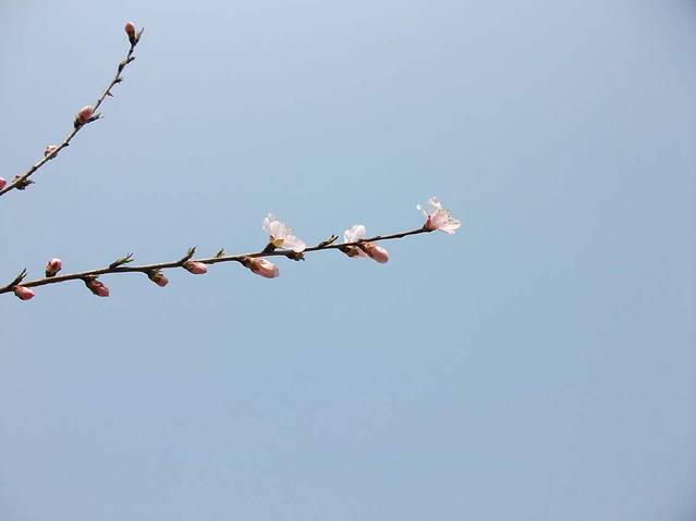 白马寺山森林公园