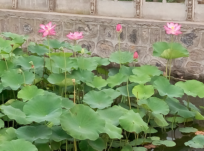 2020汇馨芳香世界游玩攻略,很好的休闲去处,有采摘,有.