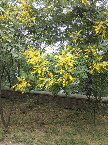 木兰芽是什么树图片