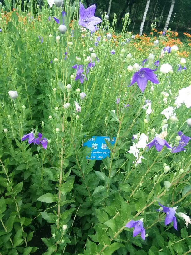 黑龙江省森林植物园