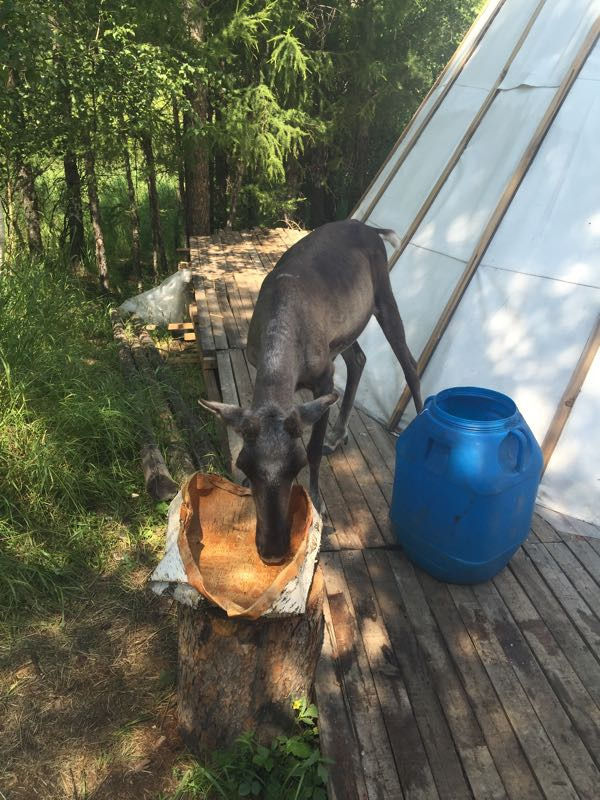 敖鲁古雅鄂温克族驯鹿文化博物馆
