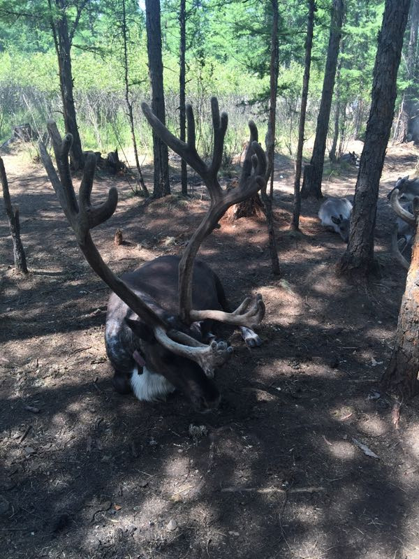 敖鲁古雅鄂温克族驯鹿文化博物馆