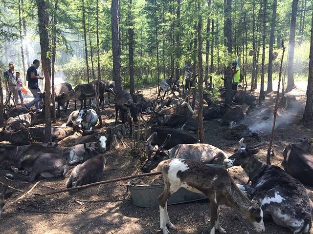 敖鲁古雅鄂温克族驯鹿文化博物馆