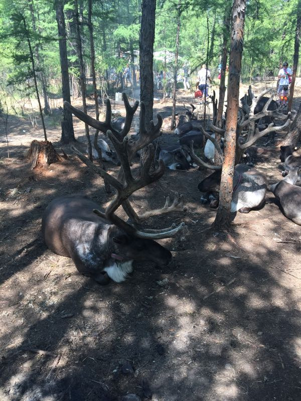 敖鲁古雅鄂温克族驯鹿文化博物馆