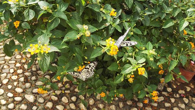 蝶恋花蝴蝶园