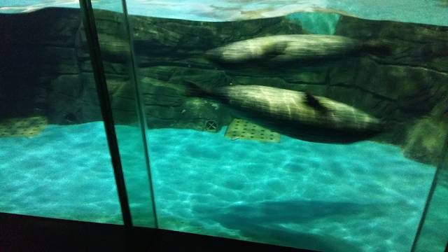 大连老虎滩海上观光船