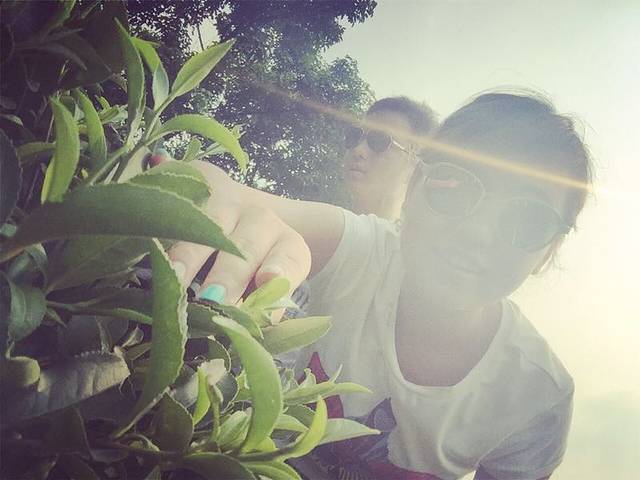 峨眉山市竹叶青生态茗园