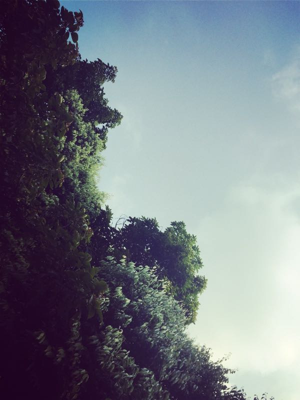 峨眉山市竹叶青生态茗园