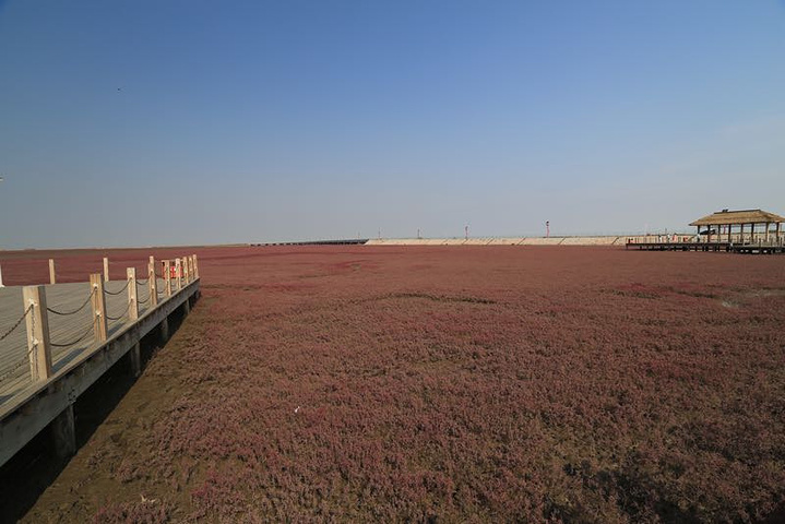 "取票非常方便，到大门售票处二分钟搞定。喜欢你——红海滩，明年和攝友们一起来，再和你相会_红海滩国家风景廊道"的评论图片