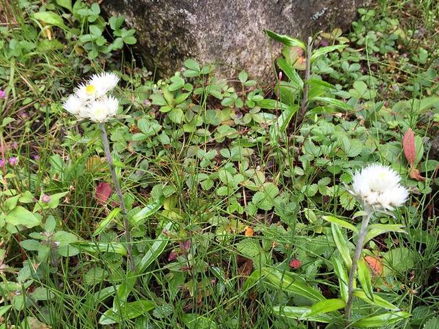 海螺沟半亩山庄温泉