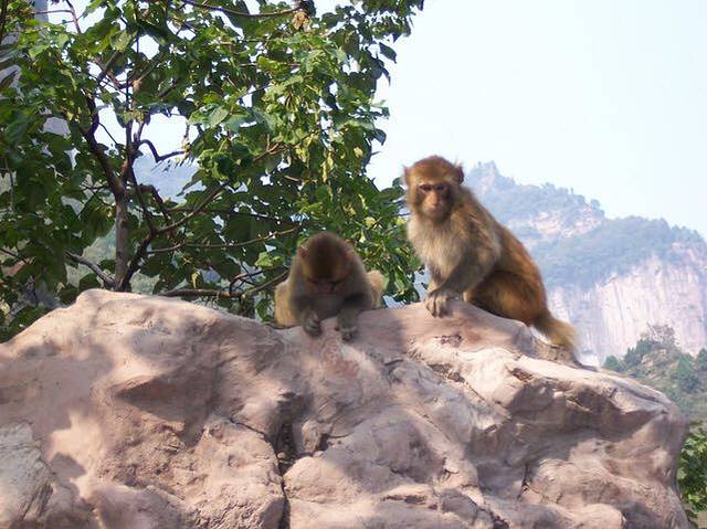 猕猴自然保护区